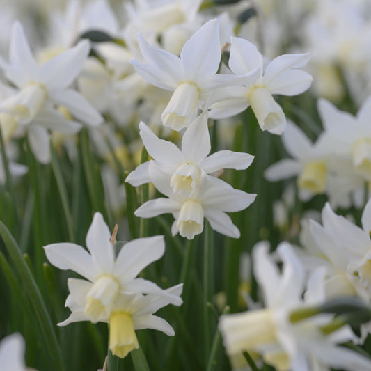 Botanisk Påsklilja Toto