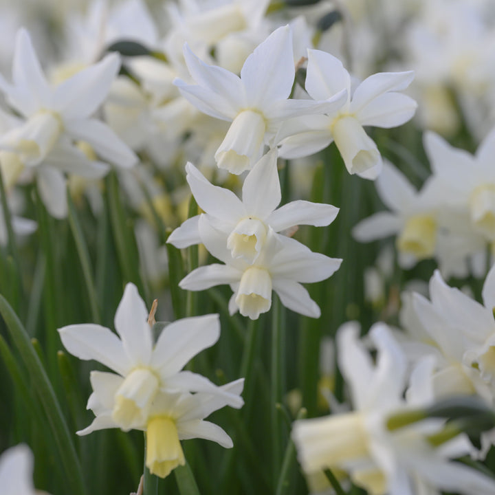 Botanisk Påsklilja Toto