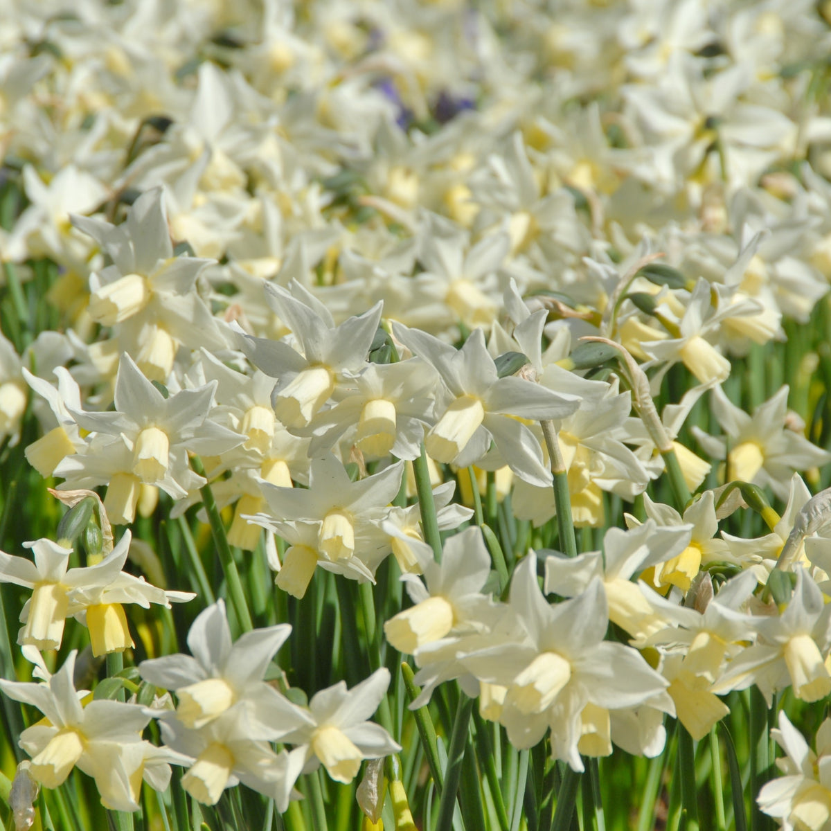 Botanisk påsklilja Toto