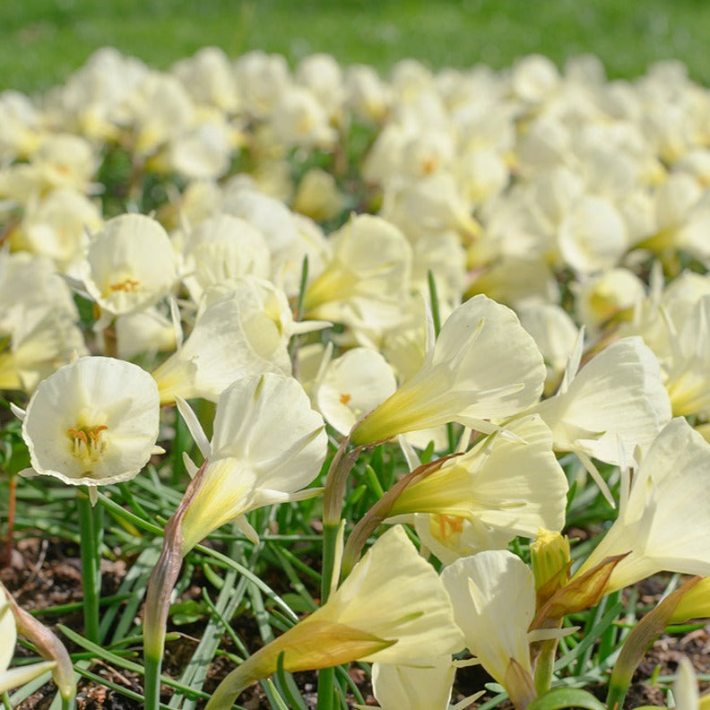 Miniatyrnarciss White Petticoat 