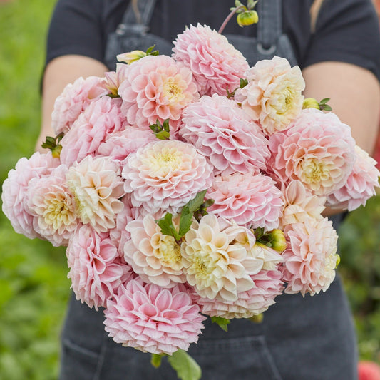 Dahlia Opal UTGÅR!