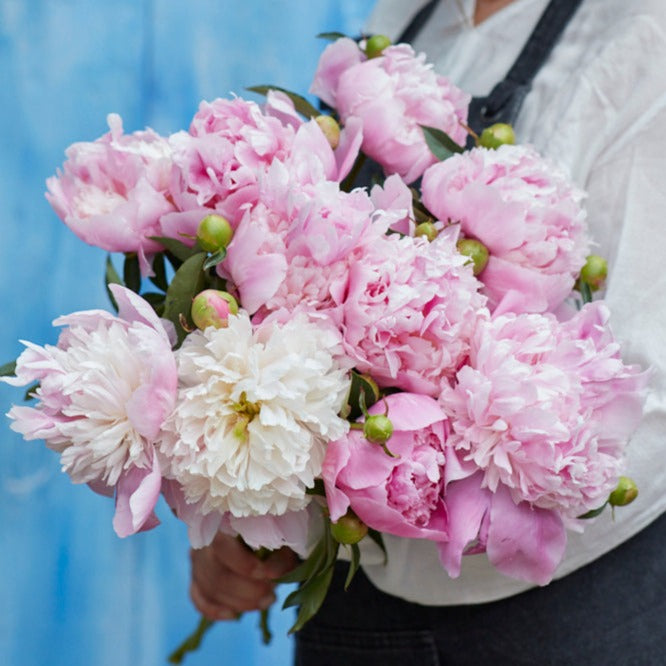 Luktpion 'Angel Cheeks'