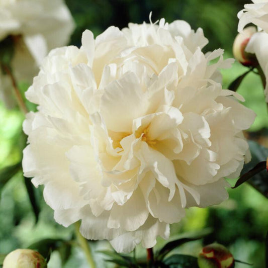 Luktpion 'Bowl of Cream'