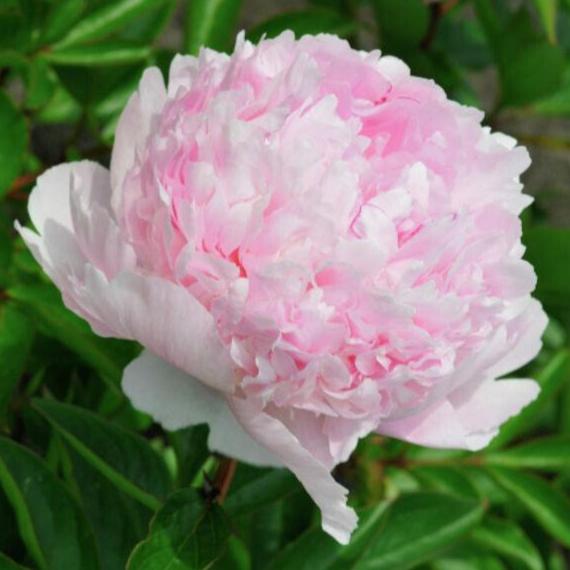 Luktpion 'Angel Cheeks'