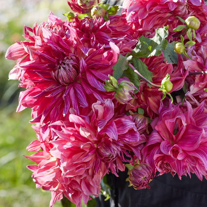 Dahlia Penhill Dark Monark