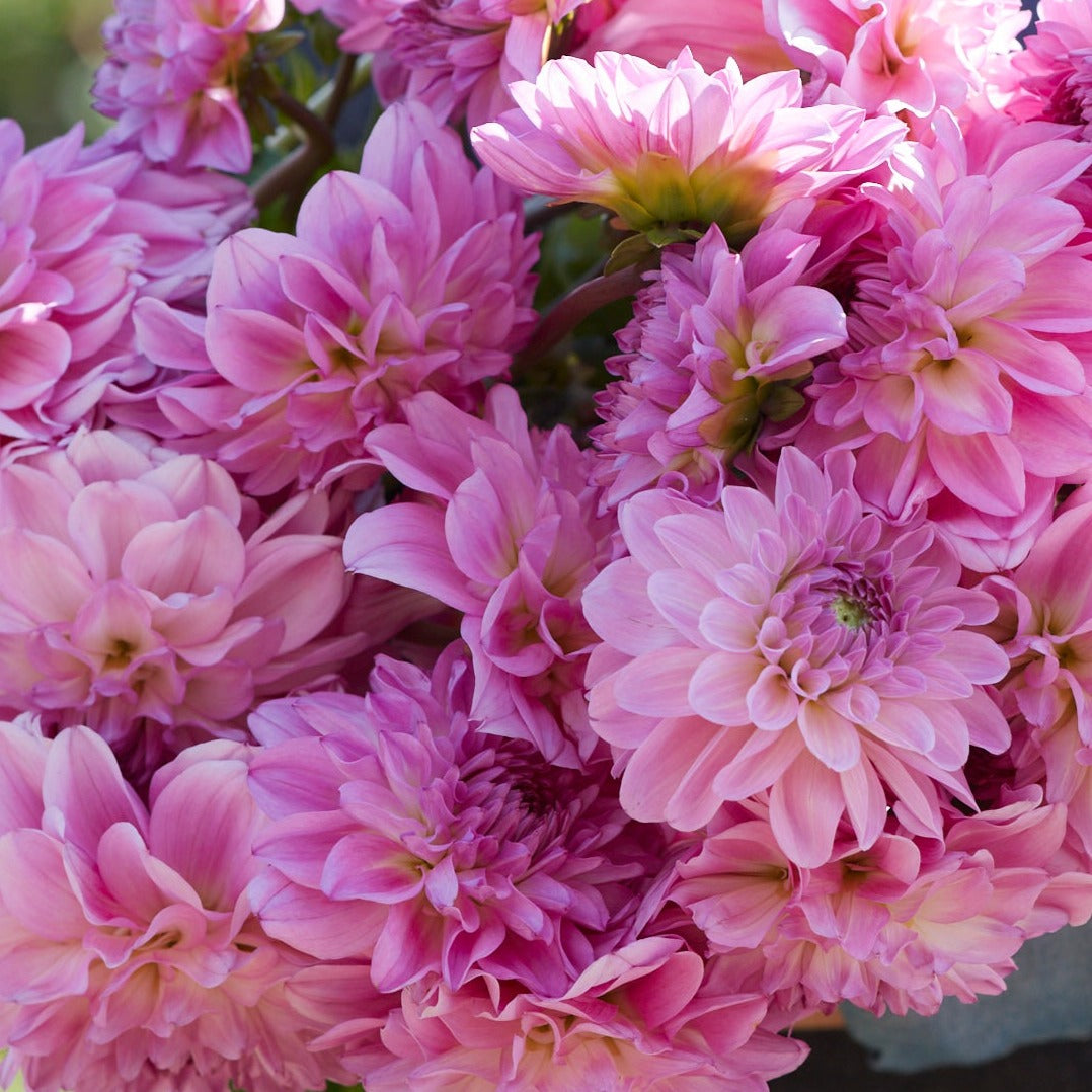 Dahlia Pink Ardour Nyhet! – Dahlias By Linn