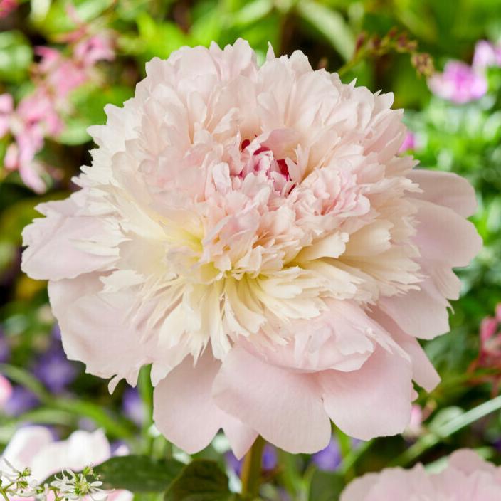 Luktpion 'Alertie'