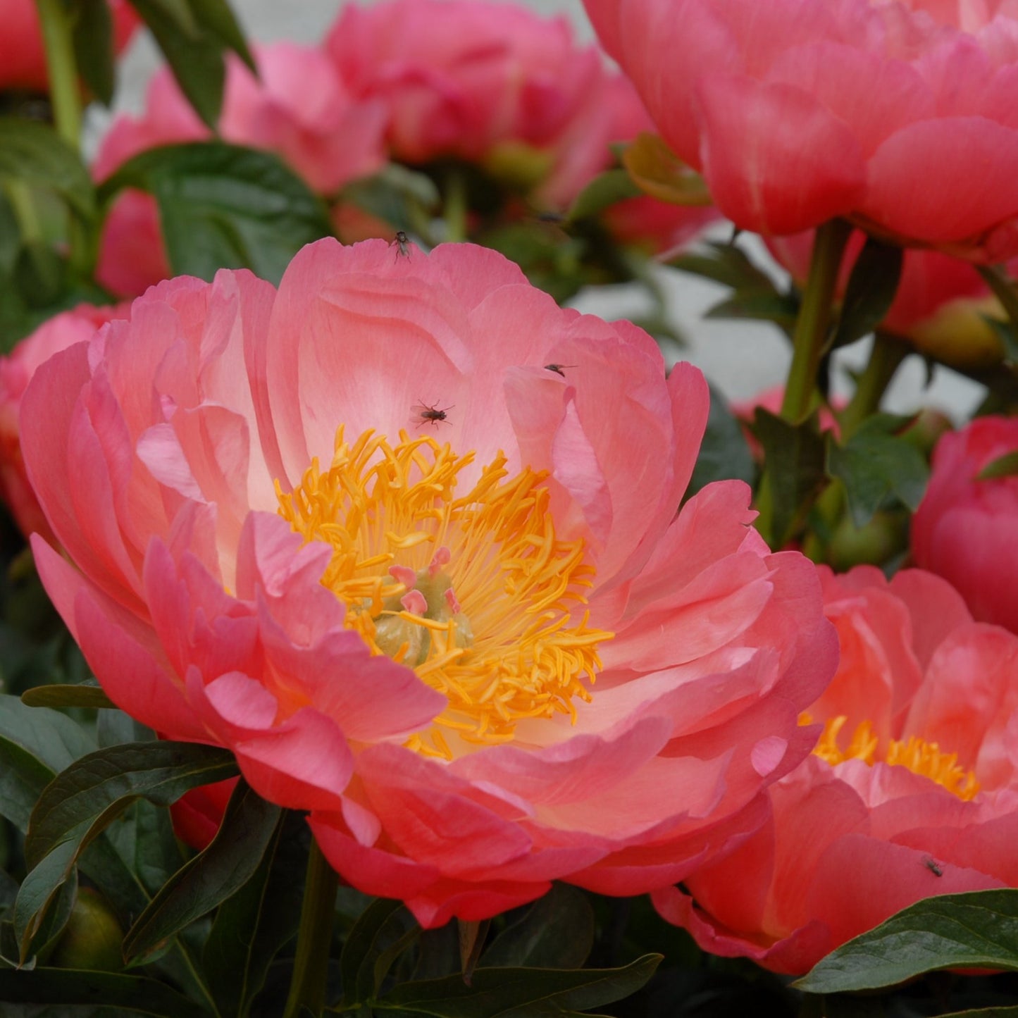 Luktpion 'Coral Sunset'
