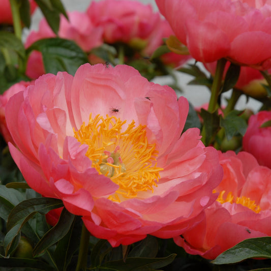 Luktpion 'Coral Sunset'