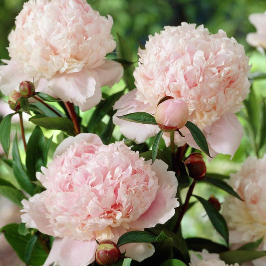Luktpion 'Solange'