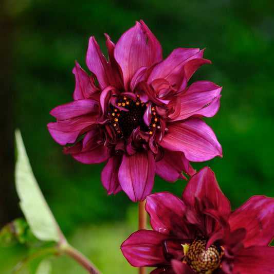 Dahlia Renes Favorite Nyhet!