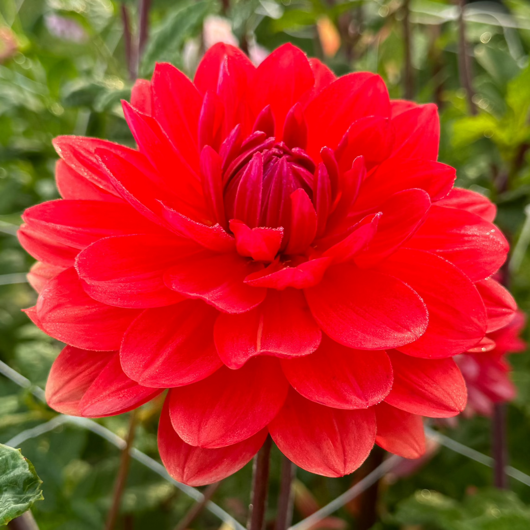 Dahlia R mona