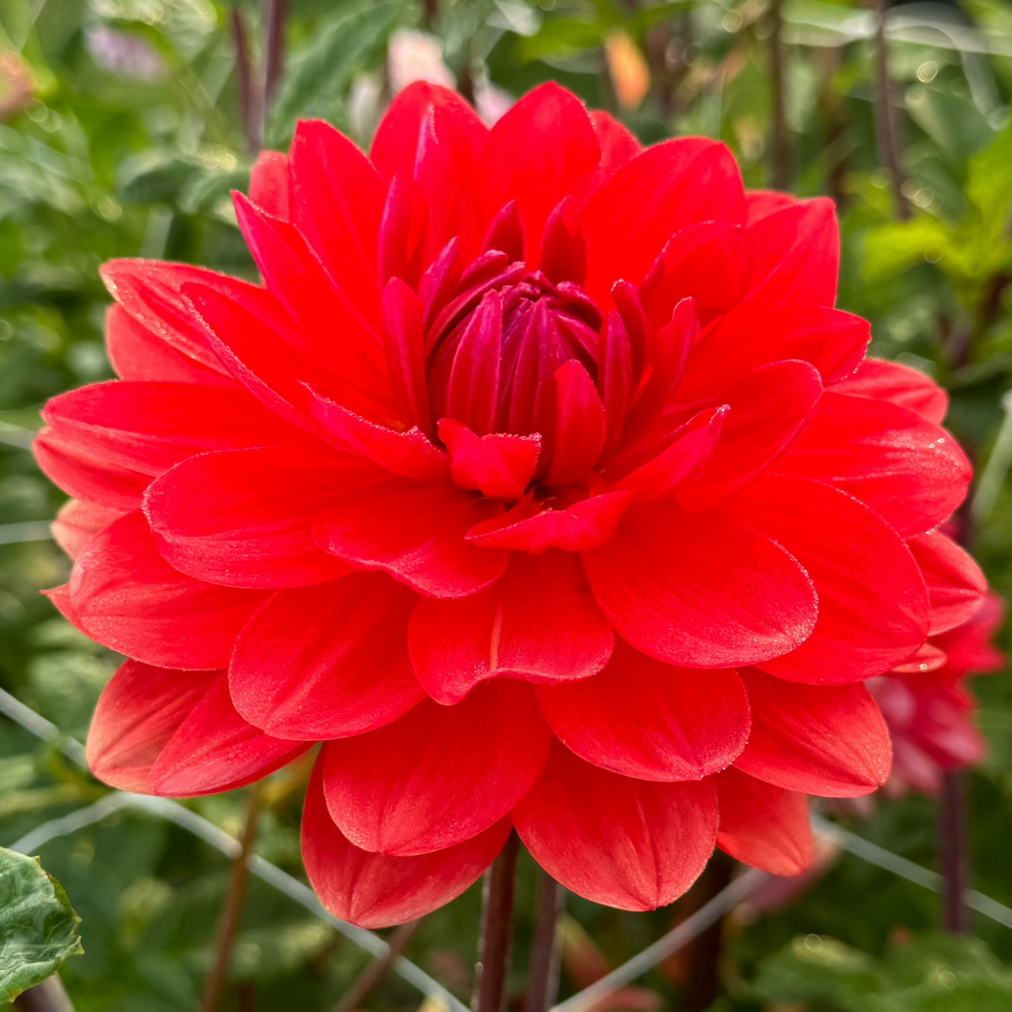 Dahlia R Mona Nyhet!