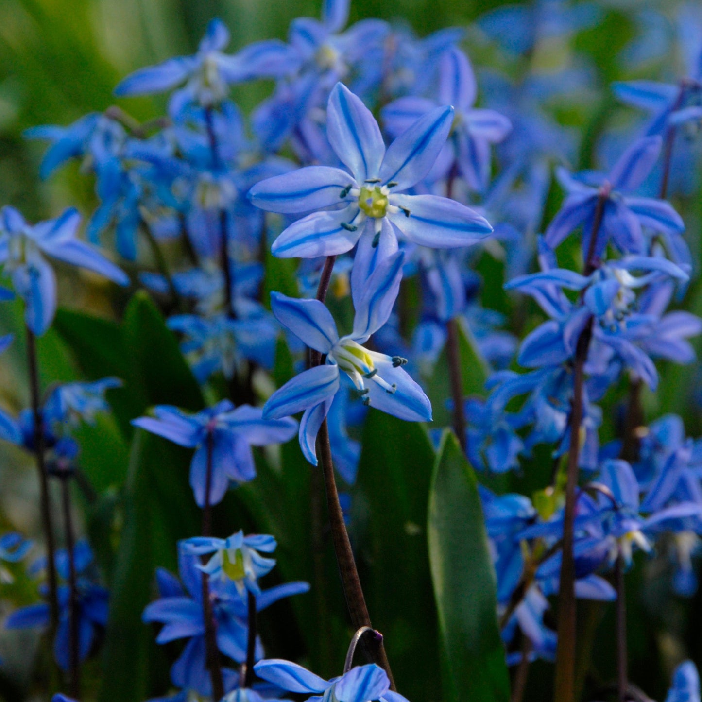 Scilla siberica Blåstjärna 10st