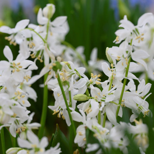 Scilla siberica Alba Vit blåstjärna 10st