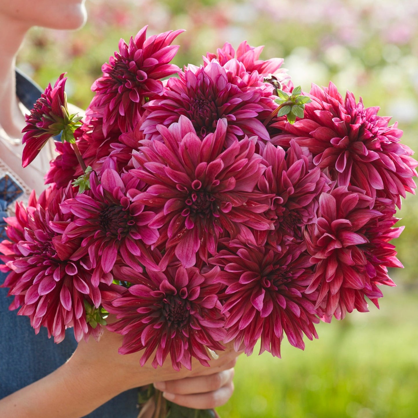 Dahlia Hugos favoriter 10st