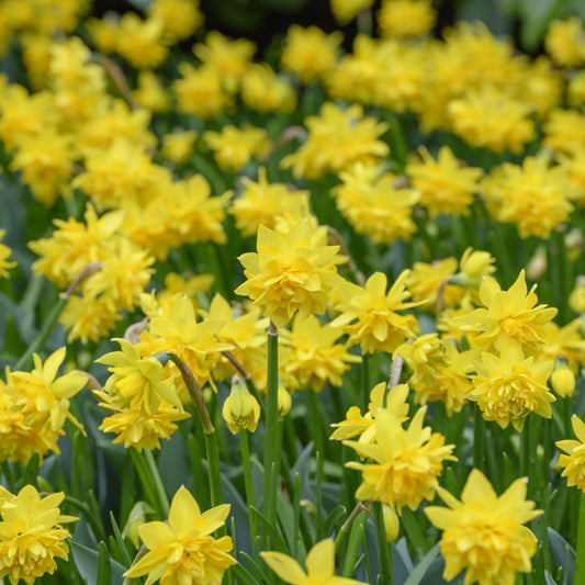 Narciss Tete a tete deluxe 5st