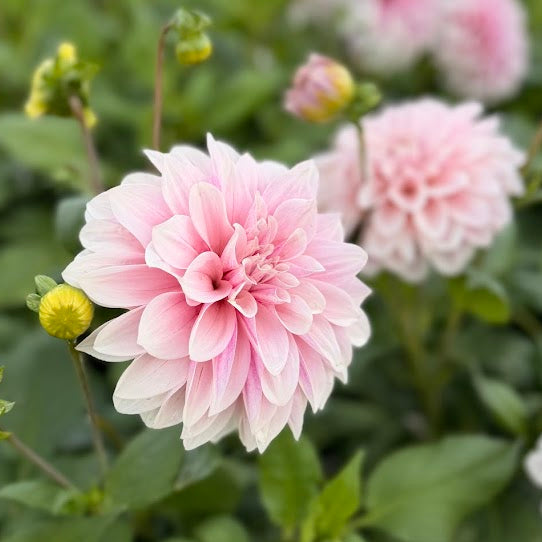 Dahlia Titan Ballerina Blush Nyhet!