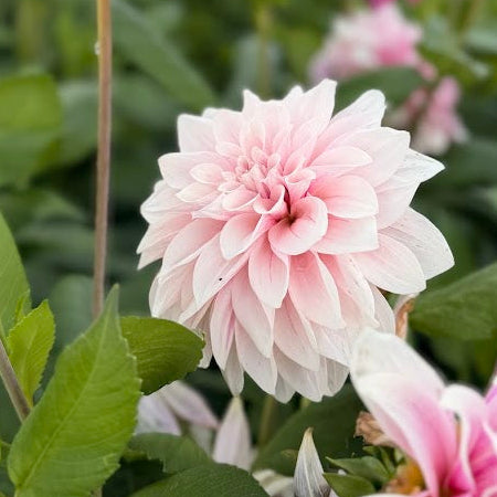 Dahlia Titan Ballerina Blush Nyhet!