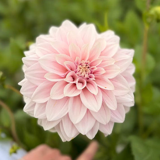 Dahlia Titan Ballerina Blush Nyhet!