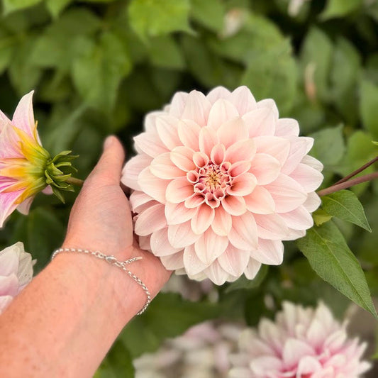 Dahlia Titan Ballerina Blush Nyhet!