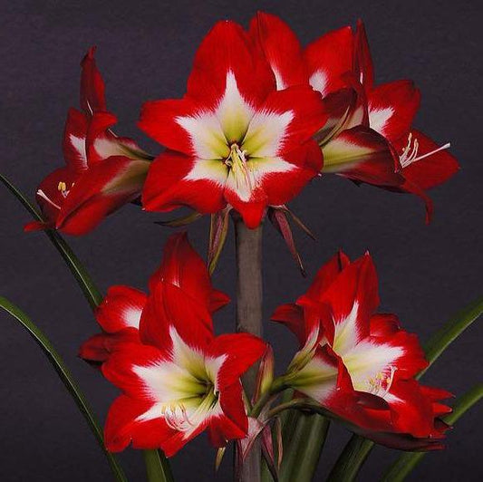 Amaryllis Tres chic lökstorlek 30/32