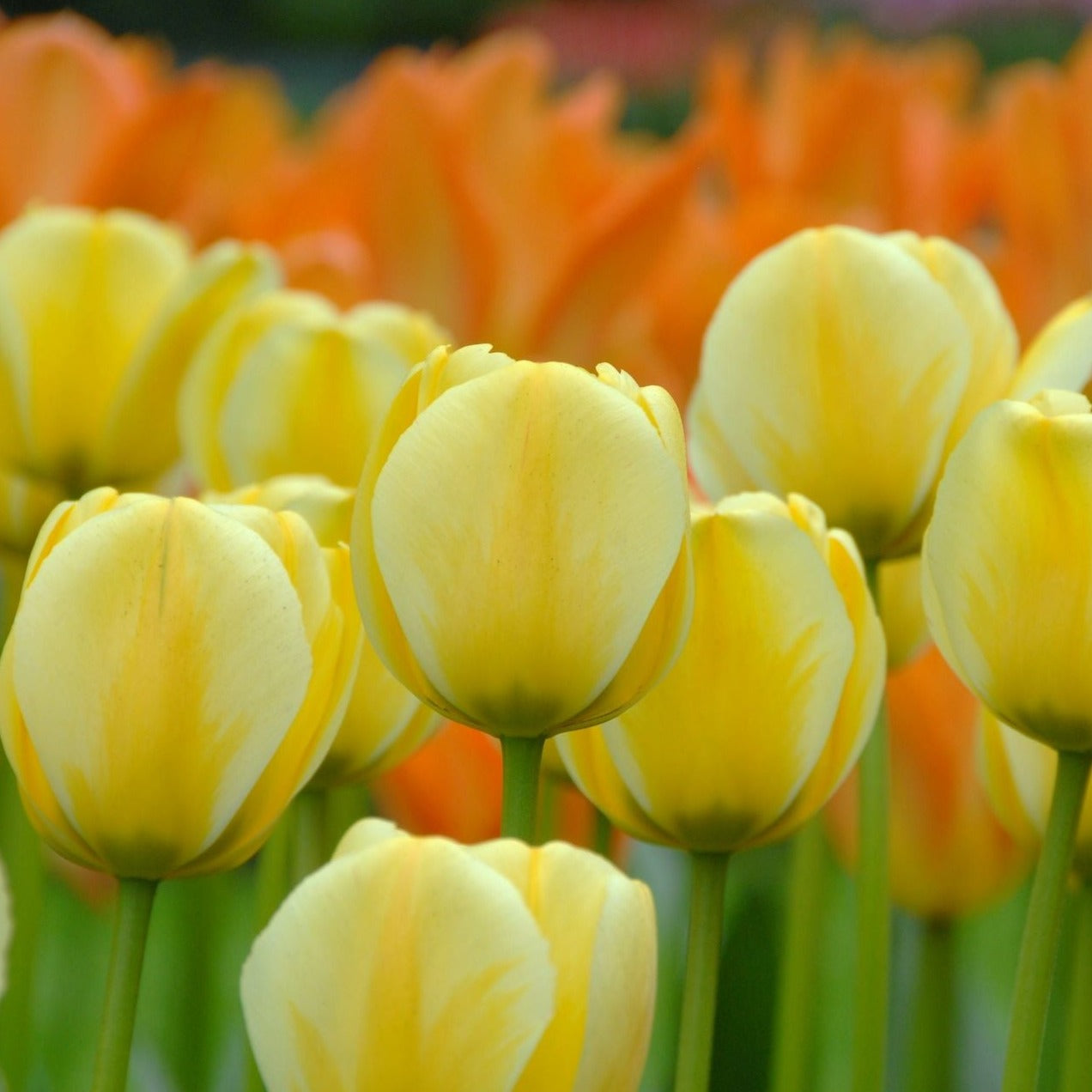 Tulips - Jaap Groot Varieties Stock Image - Image of beatiful, light: 24016019