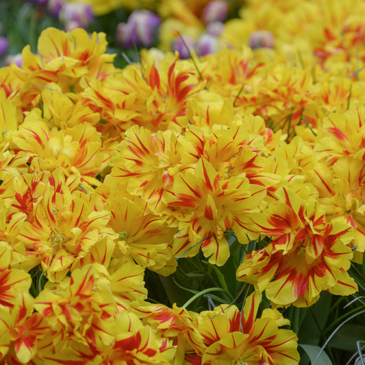 Tidig tulpan 'Monsella'