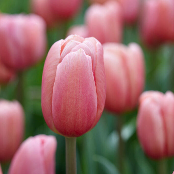 Medeltidig tulpan Ace Pink