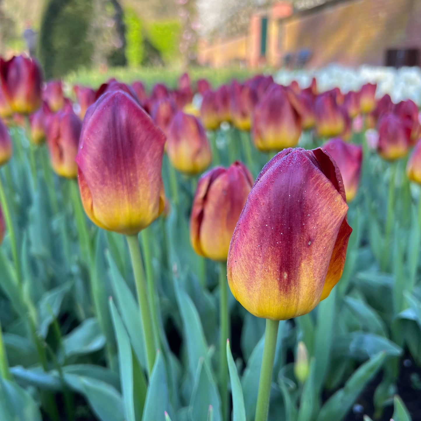 Medeltidig tulpan Amber Glow