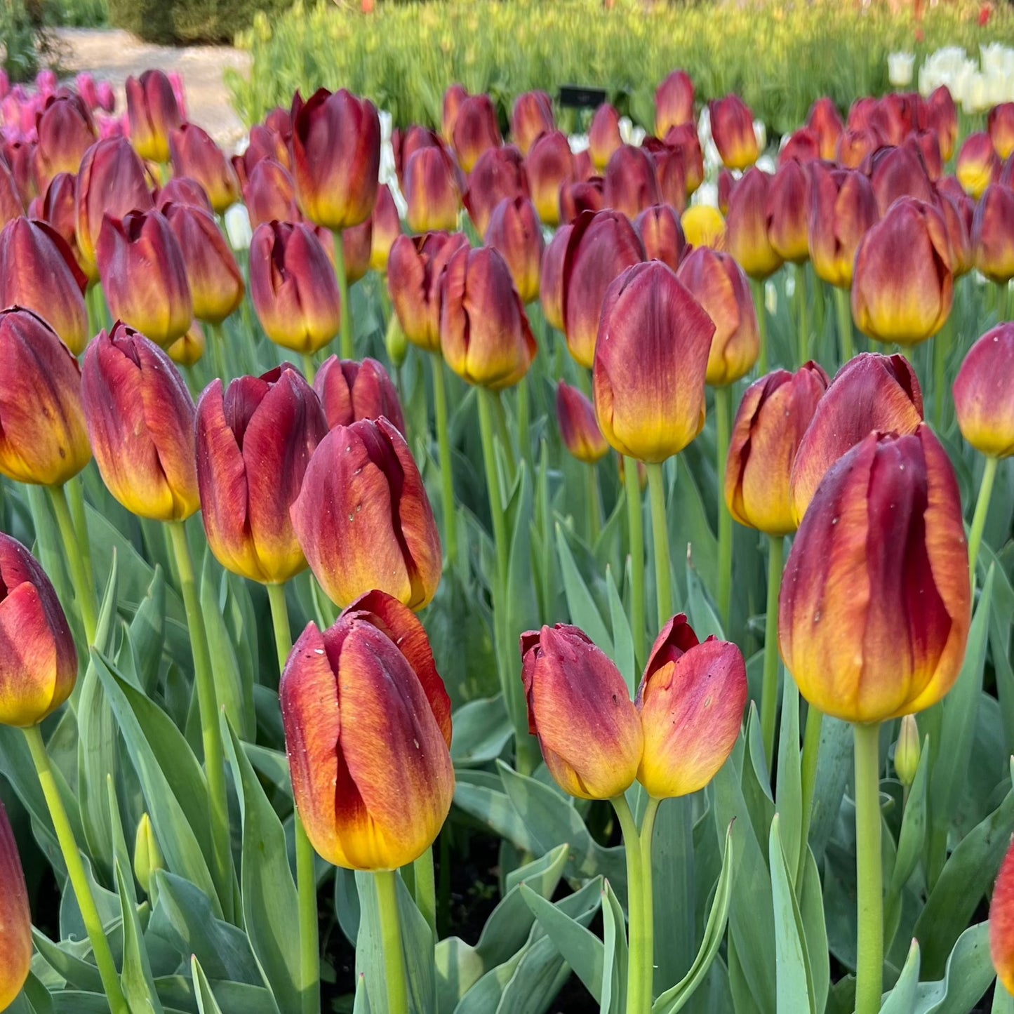 Medeltidig tulpan Amber Glow