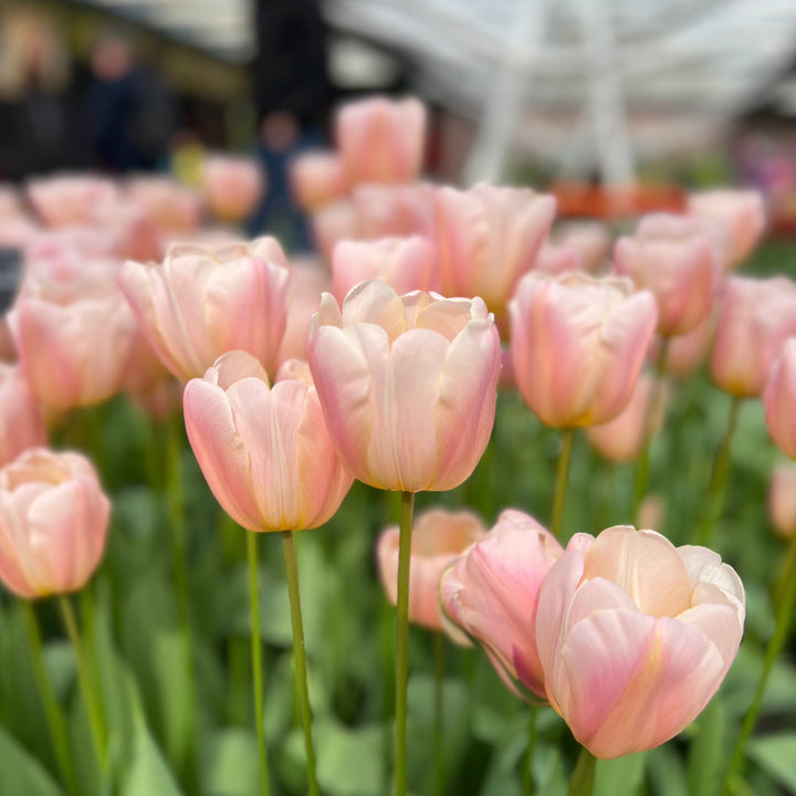 Tidig tulpan &