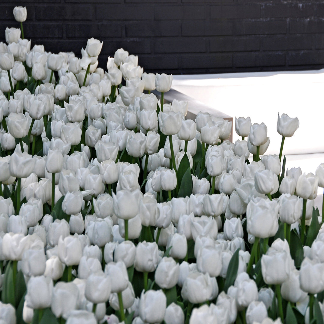 Medeltidig tulpan White Dream