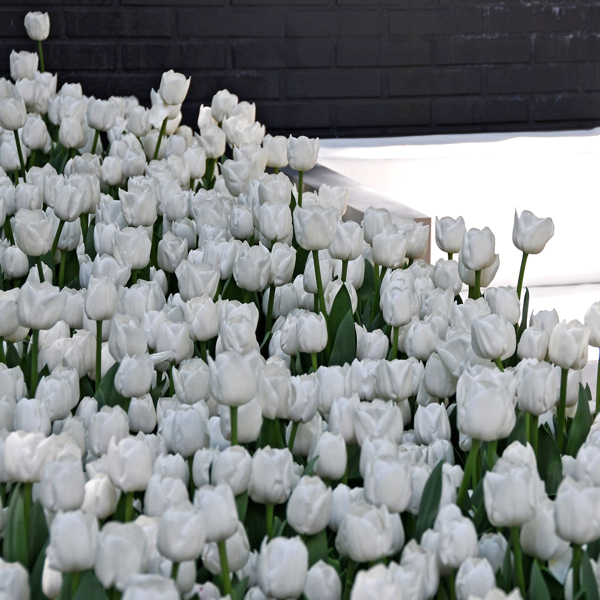 Medeltidig tulpan White Dream
