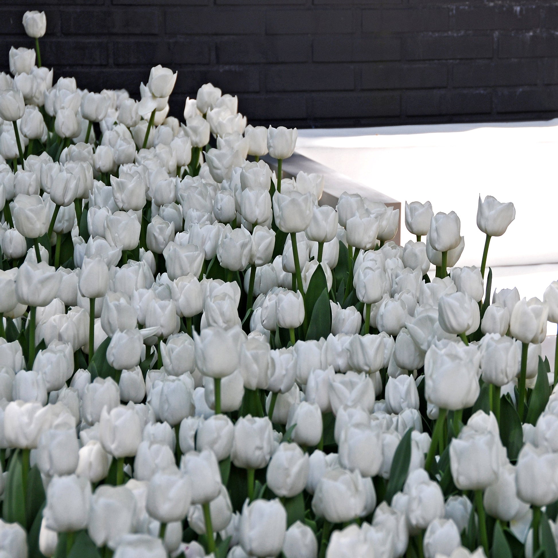 Medeltidig tulpan White Dream