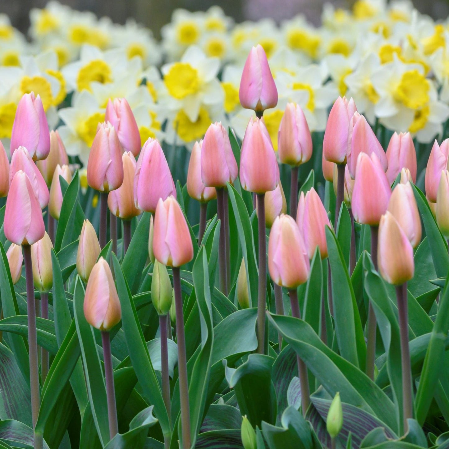 Tidig tulpan 'Apricot Delight' Storpack