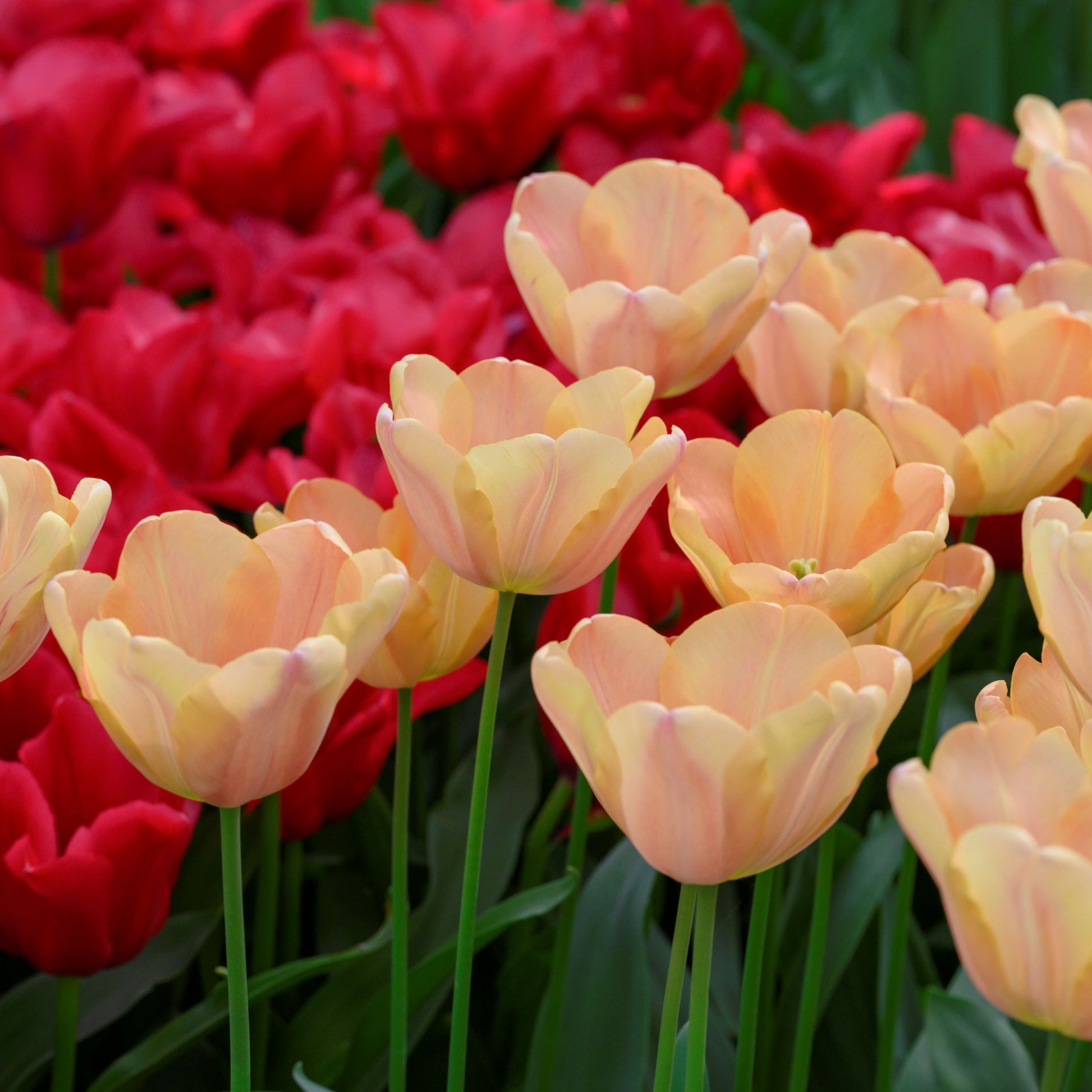 Medeltidig tulpan Apricot Foxx