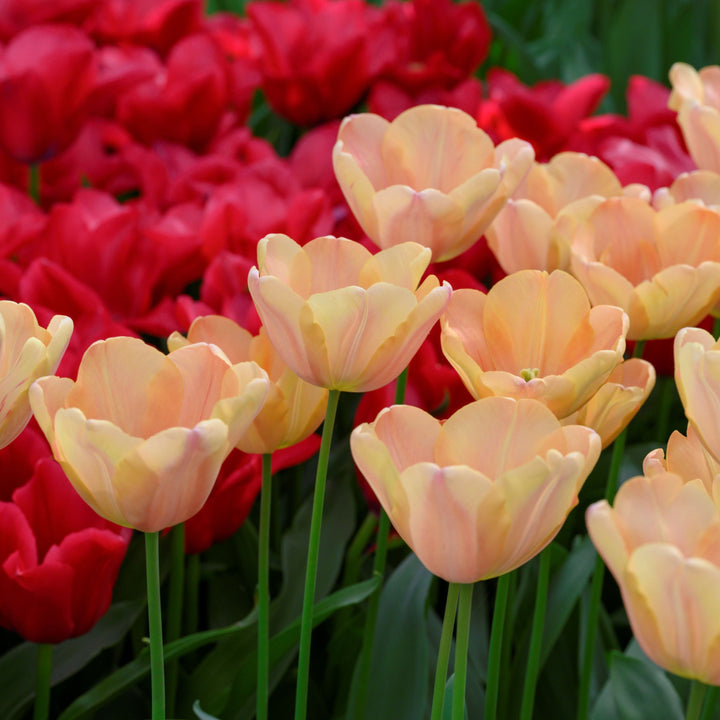 Medeltidig tulpan Apricot Foxx