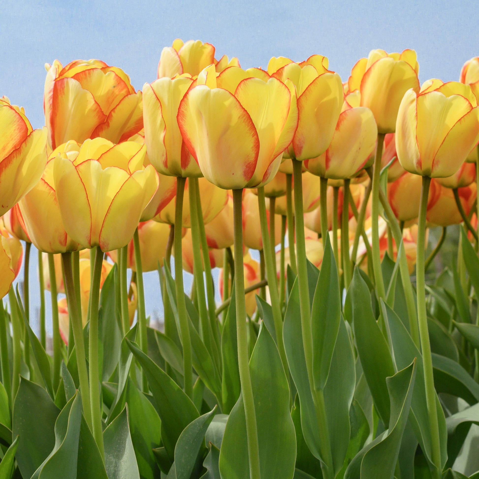 Medeltidig tulpan Beauty of Spring