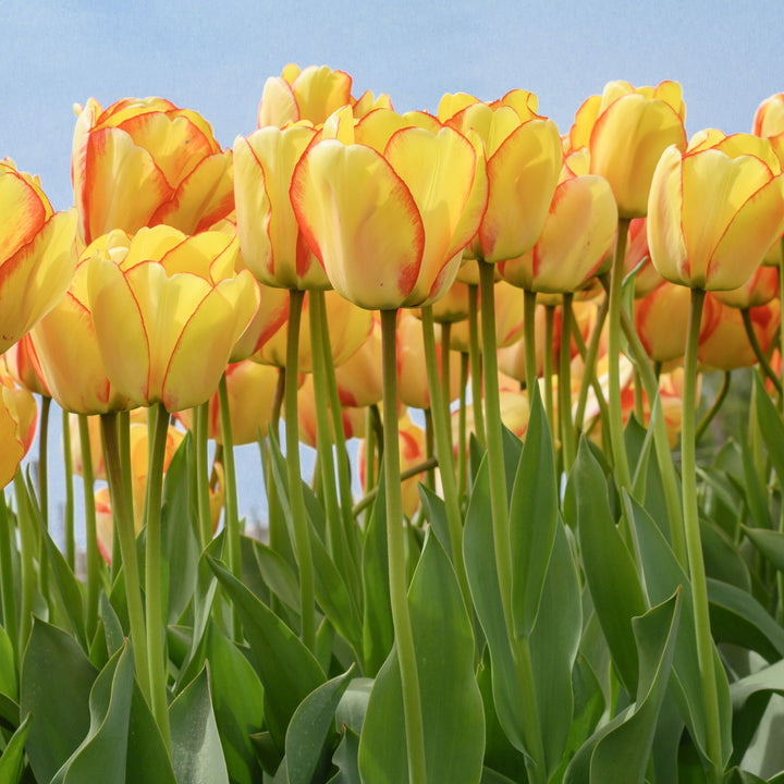Medeltidig tulpan Beauty of Spring