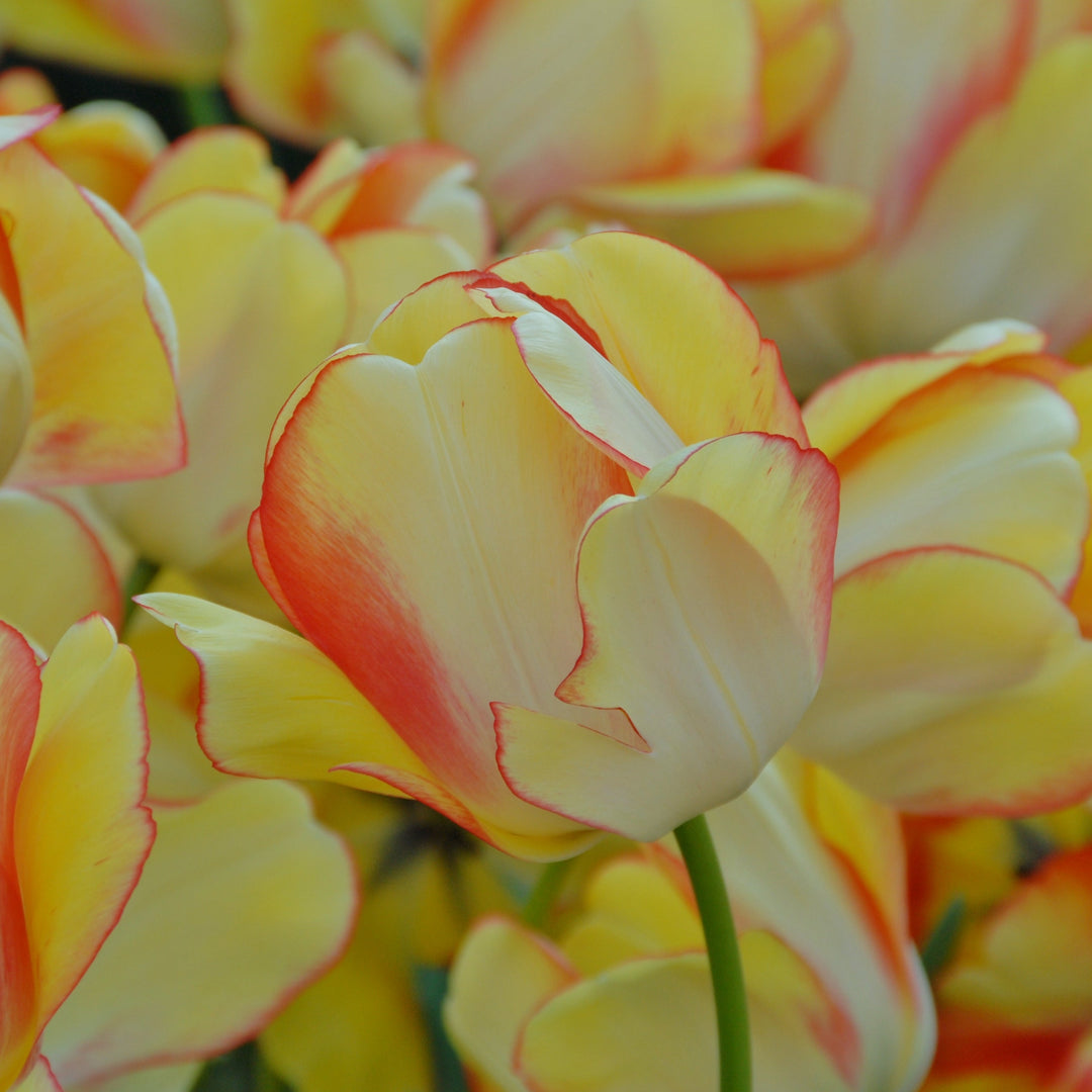 Medeltidig tulpan Beauty of Spring