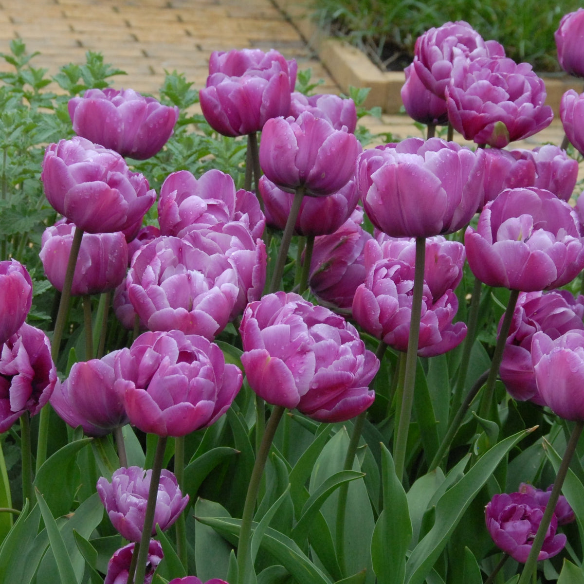 Sen tulpan Blue Diamond