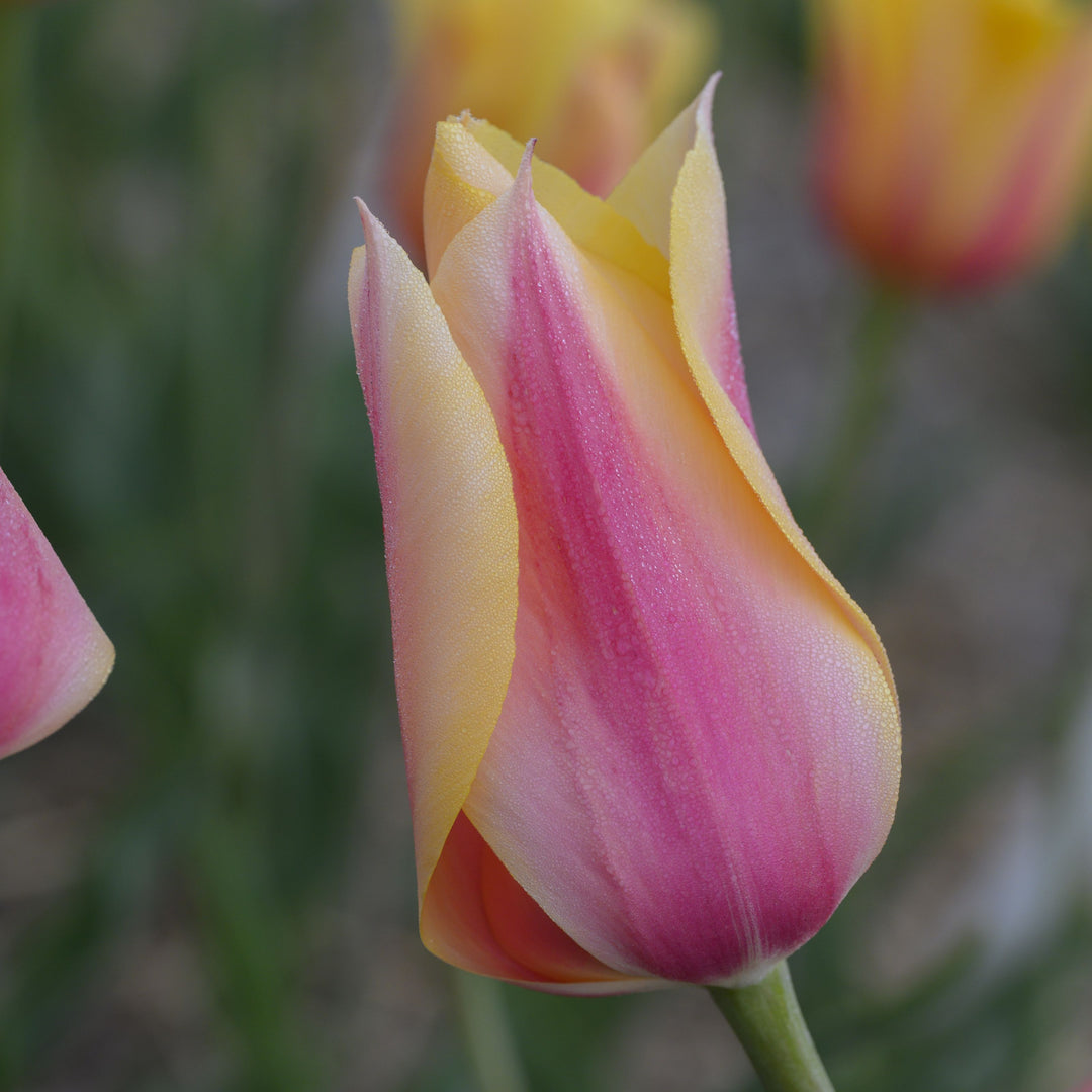 Sen tulpan Blushing Lady