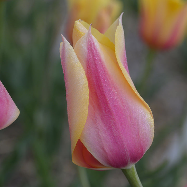 Sen tulpan Blushing Lady