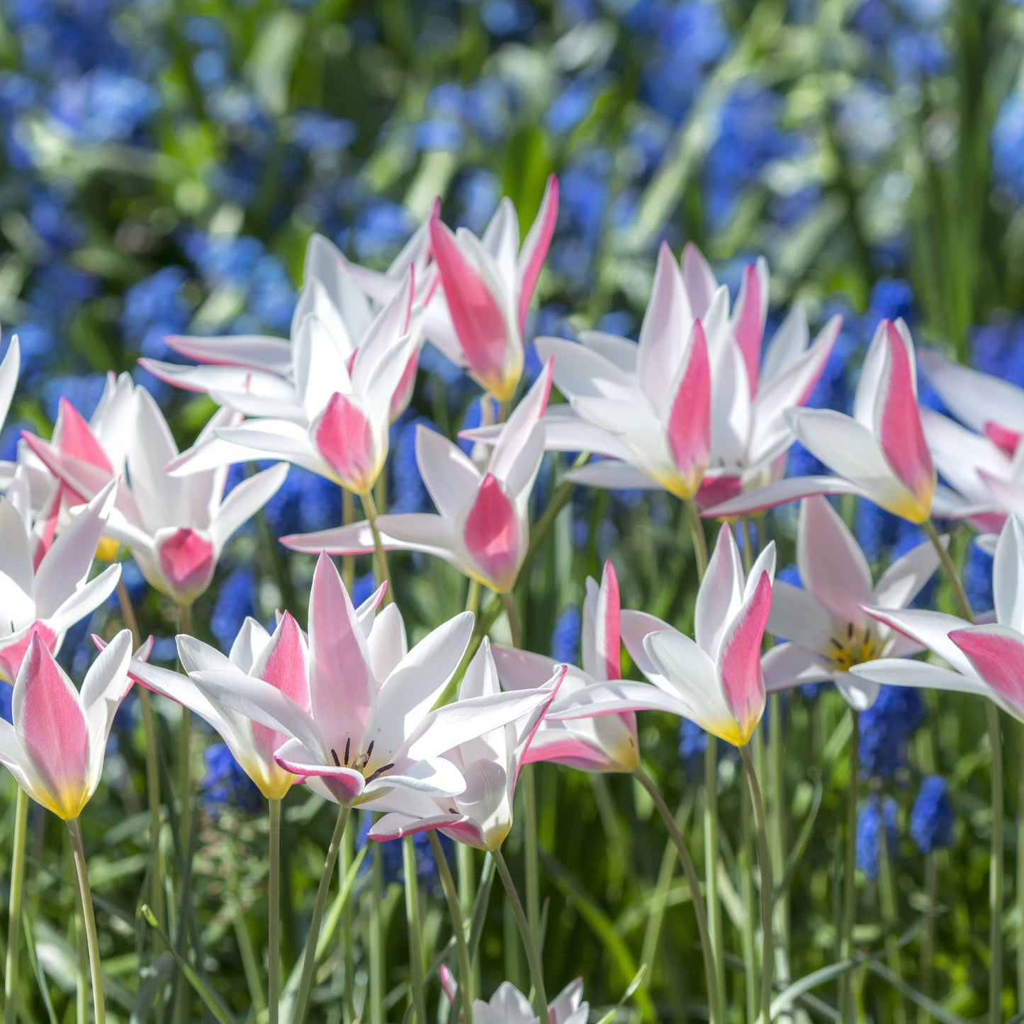 Botanisk tulpan Lady Jane