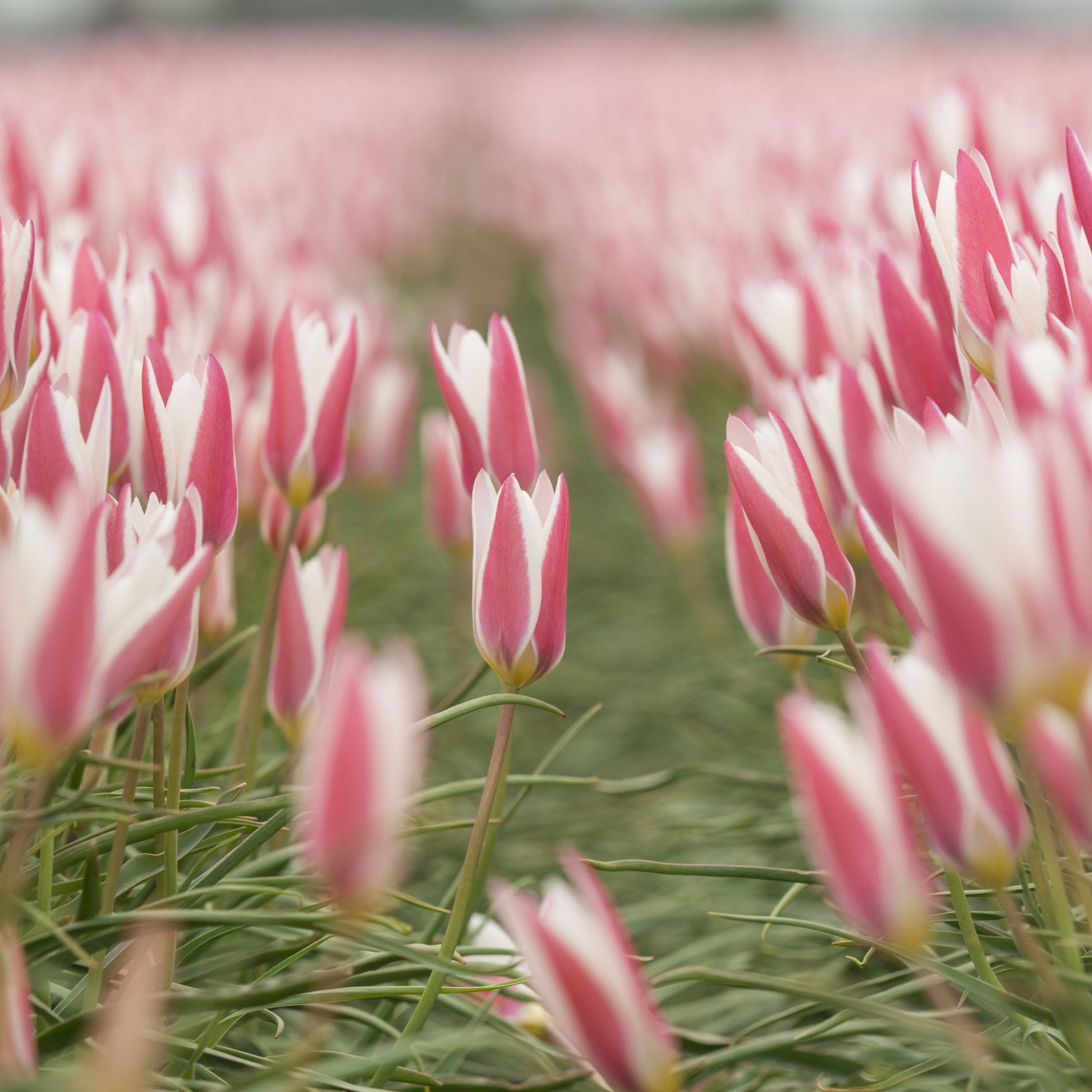 Botanisk tulpan Lady Jane
