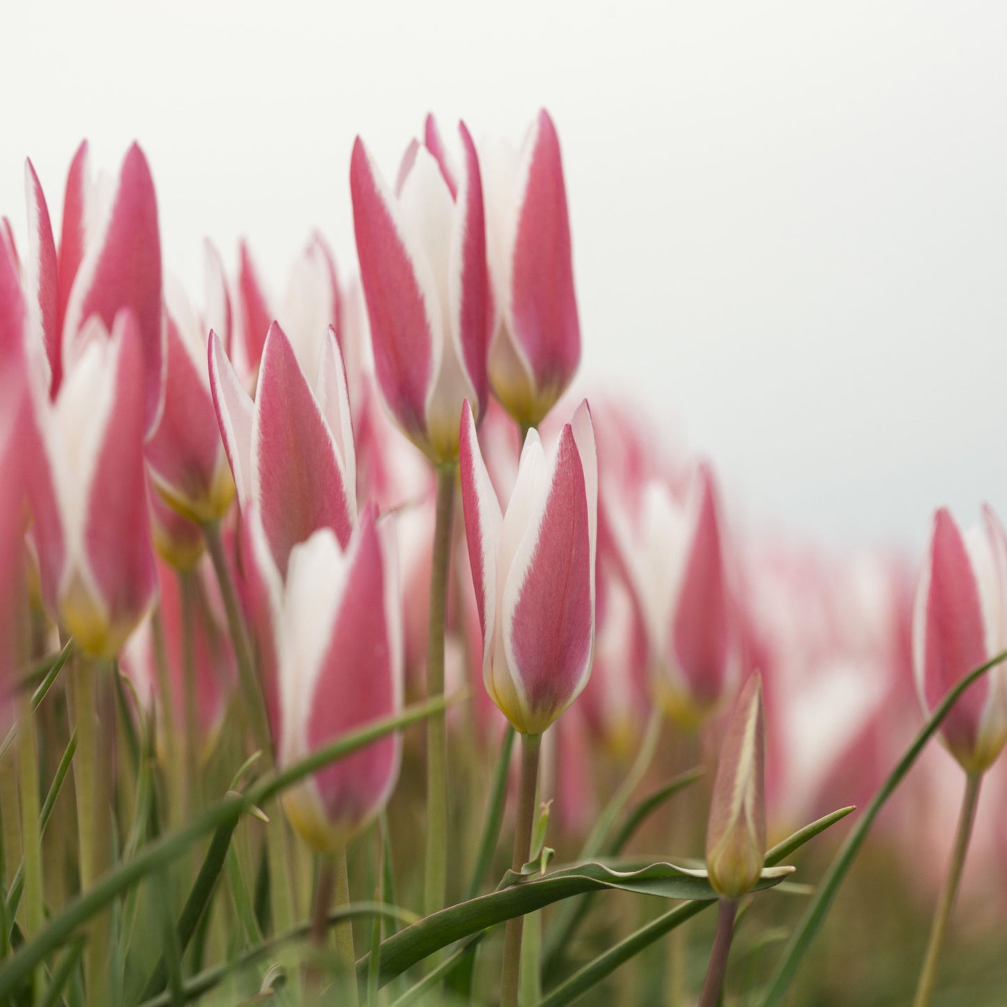 Botanisk tulpan Lady Jane