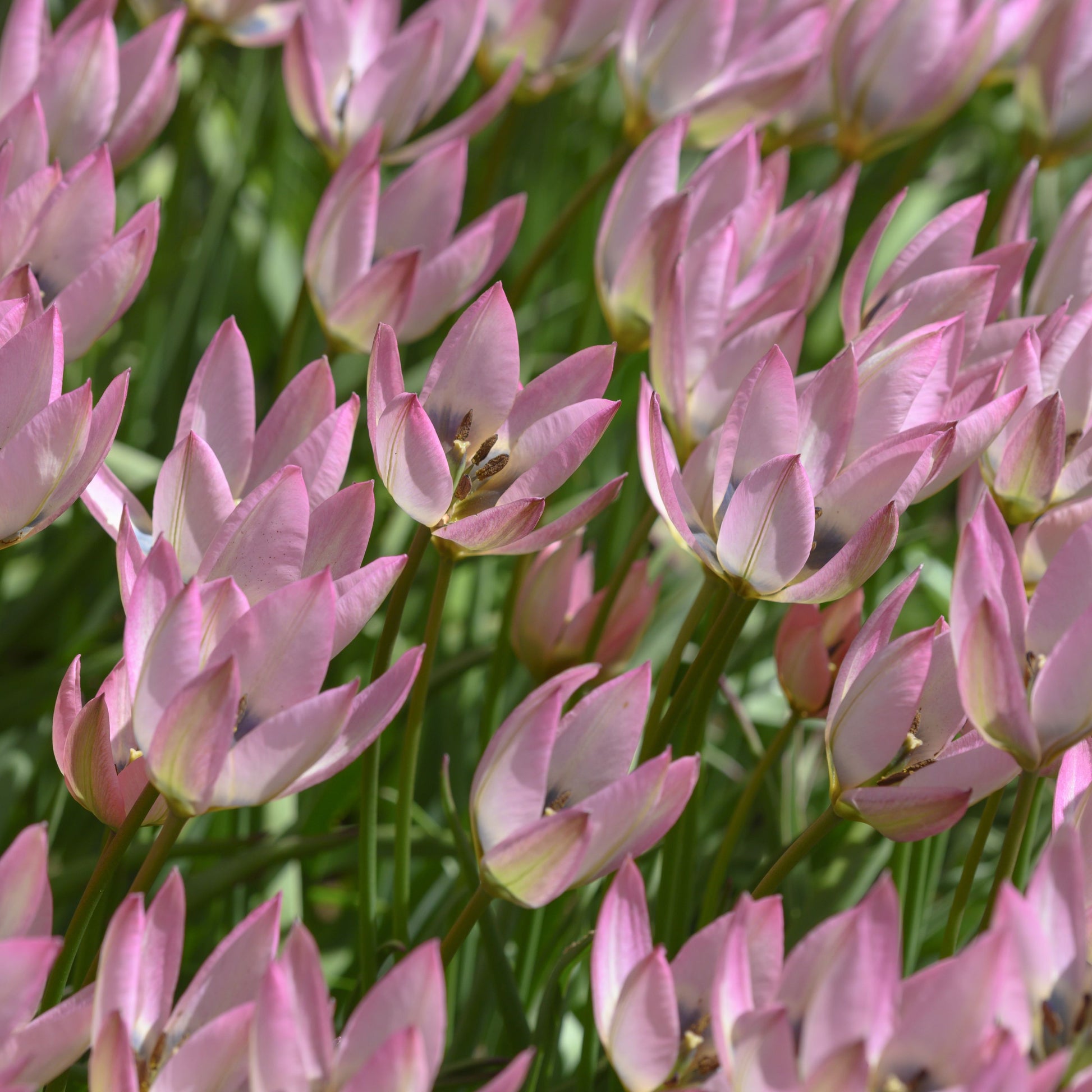 Botanisk tulpan Danique