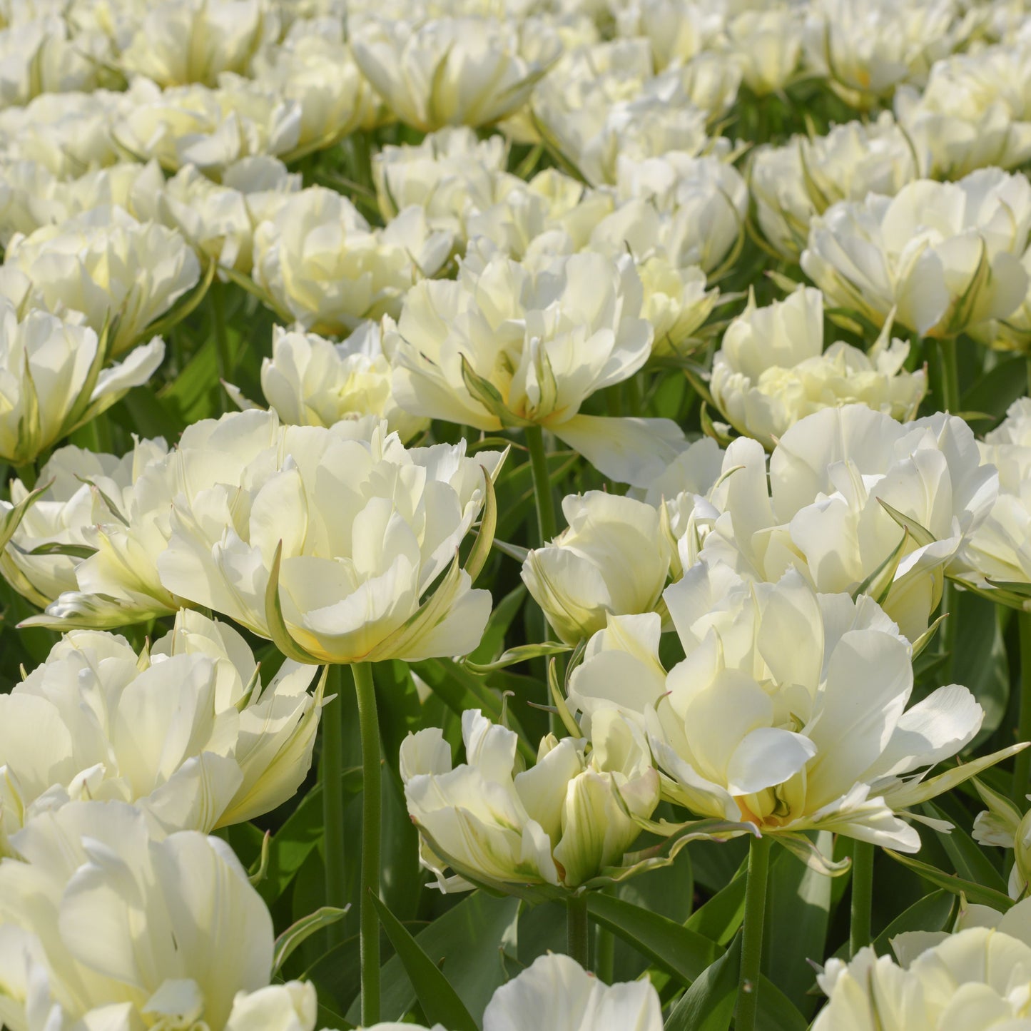 Tidig tulpan 'Exotic Emperor'
