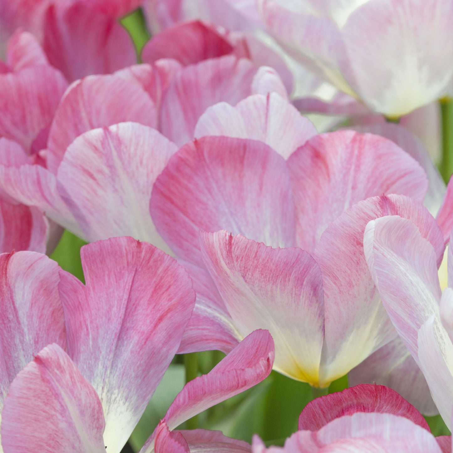 Tidig tulpan 'Flaming Purissima'